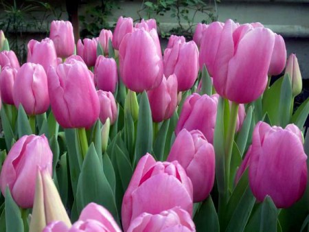 НЕТУ! Pink Tvist - нежно розовый тюльпанот 40см